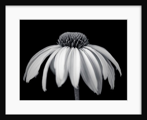 Coneflower by Assaf Frank